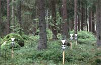 Granskog med trattar på pinnar