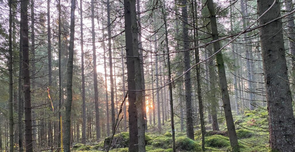 Soluppgång i skogen